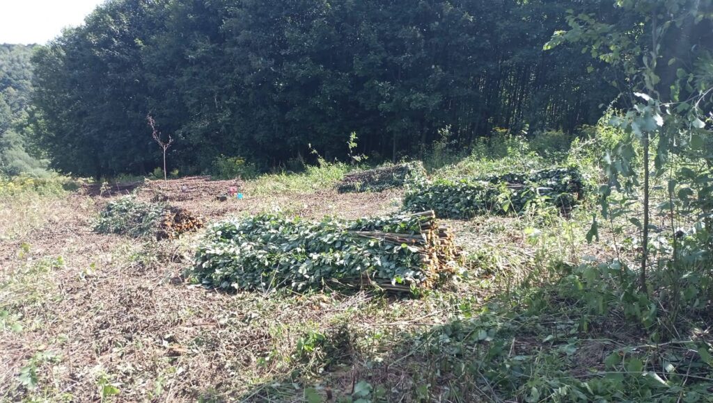 Handwerkliche Herstellung von Faschinen aus Laubholz bei EcoFaschinen-Werk