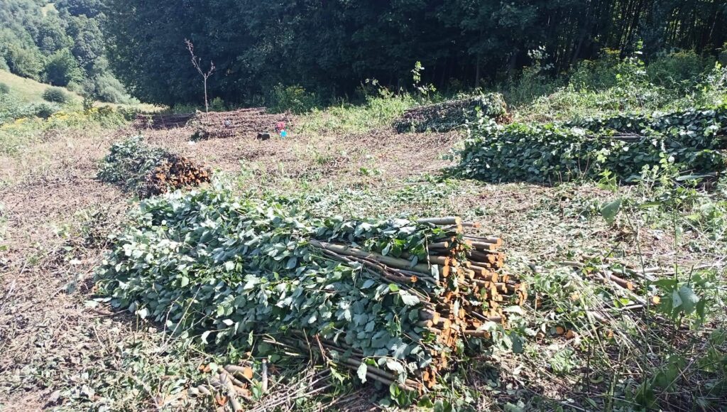Totholzfaschinen aus Laubholz direkt vom Hersteller